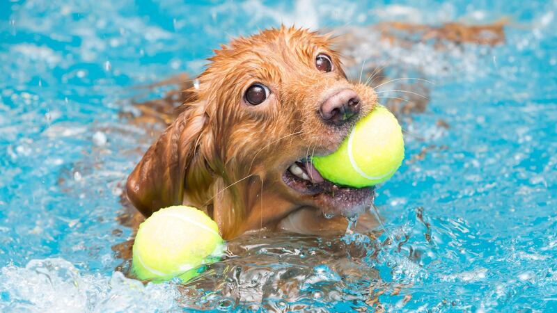 Conoce los 5 balnearios pet-friendly cerca de la CDMX para disfrutar en Semana Santa