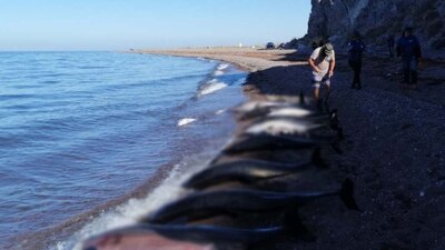 La Profepa señaló que realizará las necropsias correspondientes para determinar las causas