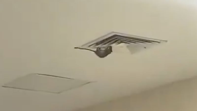 VIDEO: Captan a una rata en hospital del IMSS en Sonora, “es un hecho aislado”, dice la dependencia
