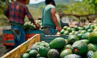 EU reanuda parcialmente inspecciones de aguacate en Michoacán, tras suspensión por inseguridad