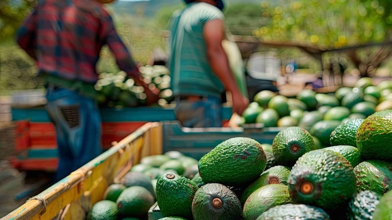 EU reanuda parcialmente inspecciones de aguacate en Michoacán, tras suspensión por inseguridad