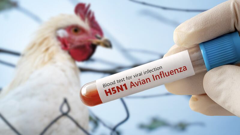 Reportan la primera muerte de una persona por gripe aviar en Estados Unidos