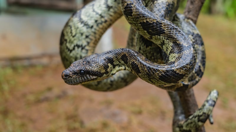 “Está grandísima”: Joven compra moto y le sale una serpiente del chasis