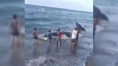 Los pescadores habían alertado sobre la presencia del enorme mamífero