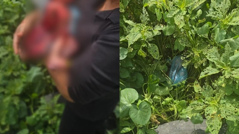 Hallan a recién nacida dentro de una bolsa en un terreno baldío en Chalco, Edomex