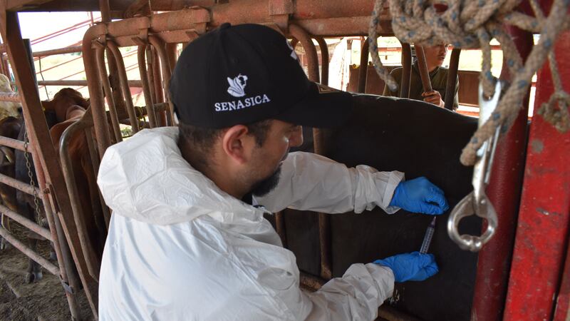 México y EU llegan a acuerdo para reabrir la exportación de ganado, tras casos de gusano barrenador