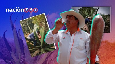 El pulque se obtiene del aguamiel, un líquido dulce extraído del corazón del maguey