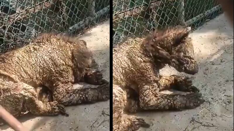 Denuncian maltrato a una osezna en zoológico de NL; está desnutrida y llena de sarna