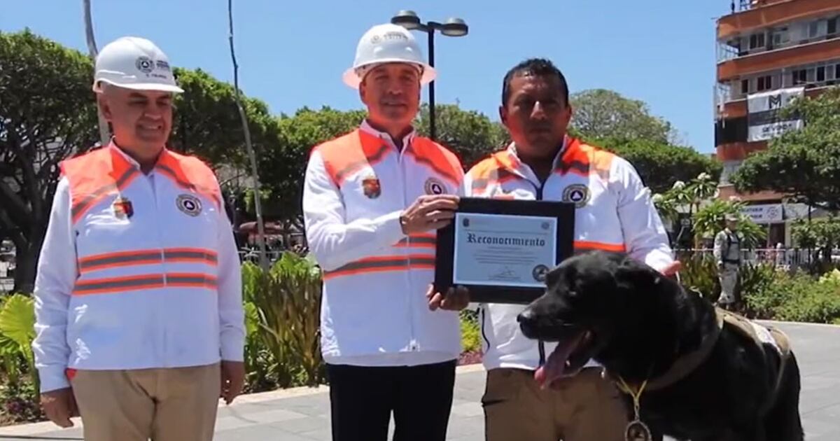 ¡Poder perruno! 'Sismo', perrito rescatista de Chiapas, se jubila tras ...