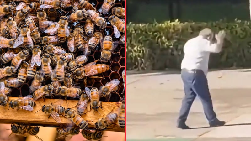 Ataques de abejas obligan a tomar clases virtuales en Tecnológico de Villahermosa