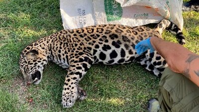 El jaguar presentaba colapso pulmonar