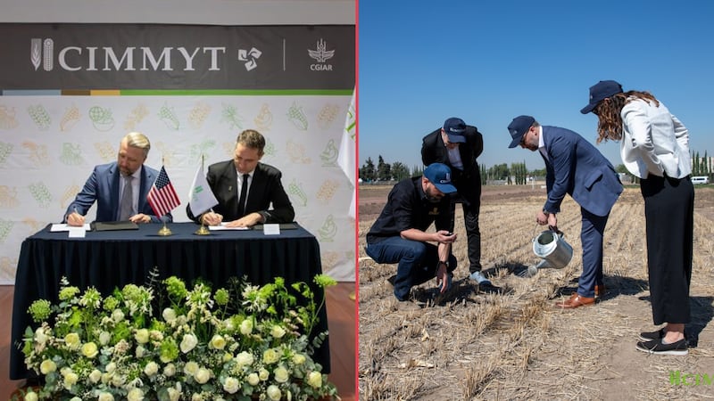 Gobierno de Trump destinará 40 mdd en el mejoramiento del maíz en México