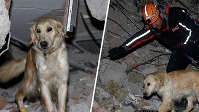 El 'lomito' ha salvado a cinco personas durante su estancia en Turquía