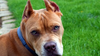 Perros de raza Pitbull son sometidos a corte de orejas y cola con fines estéticos