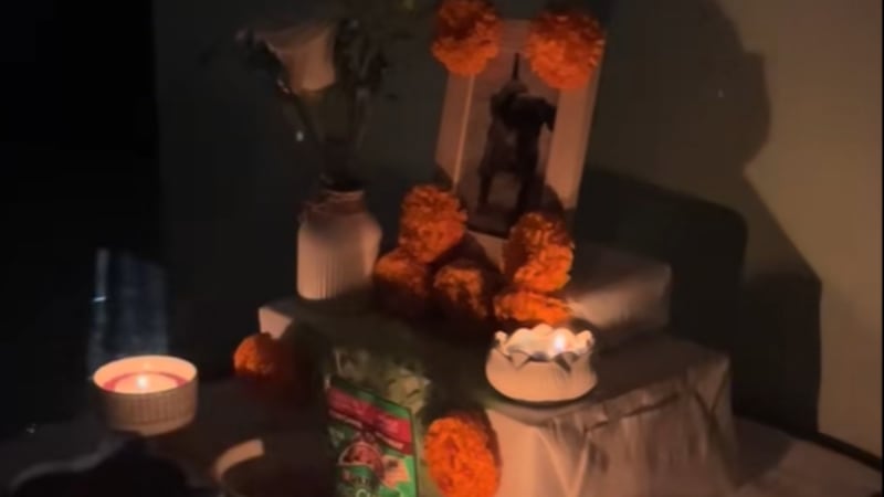 VIDEO: Joven asegura que su perro fallecido se manifestó en ofrenda del Día de Muertos