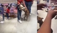 VIDEO: Perrito intenta ‘robar’ un peluche en una tienda... clientes arman ‘vaquita’ para comprárselo