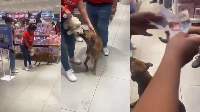 VIDEO: Perrito intenta ‘robar’ un peluche en una tienda... clientes arman ‘vaquita’ para comprárselo