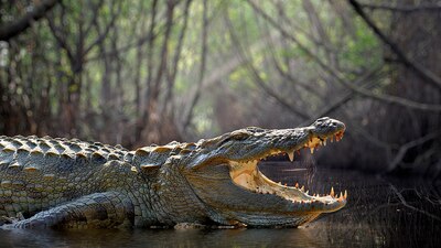 Los padres del niño son investigados