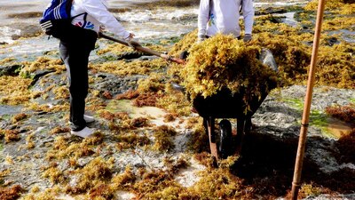 Se avecinan las vacaciones de Semana Santa y Pascua, pero especialistas advierten que la presencia de algas pondría en riesgo el turismo