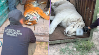 Catean rancho ligado a presunto grupo criminal; aseguran tigres, un lince, vehículos y más