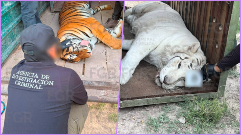 Catean rancho ligado a presunto grupo criminal; aseguran tigres, un lince, vehículos y más