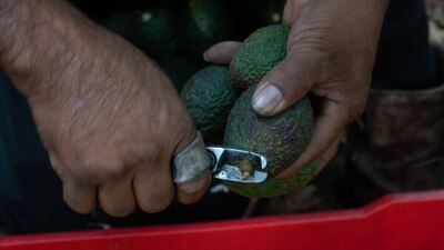 La agresión al inspector estadounidense se dio en Michoacán