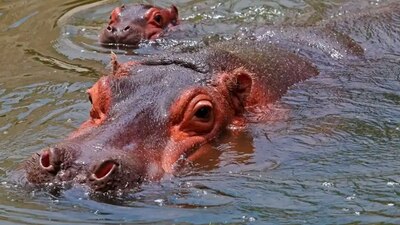 El plan de rescate contempla enviar otros 60 animales a la India