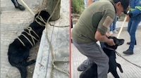 Indignación en SLP: perrito muere asfixiado durante operativo de Protección Civil