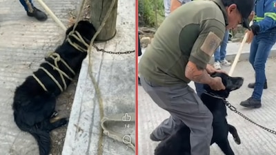Indignación en SLP, un perrito muere asfixiado durante operativo de Protección Civil