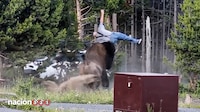 VIDEO: Bisonte embiste y proyecta a turista en parque Yellowstone