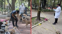 Investigan, bajo crueldad animal, el múltiple envenenamiento de perros en el Parque España