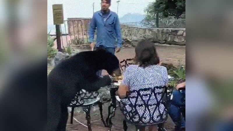VIDEO: Oso acata a mujer en restaurante en Chipinque, Nuevo León