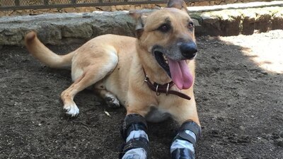 El lomito encabeza la votación como la “mascota favorita” en Estados Unidos.