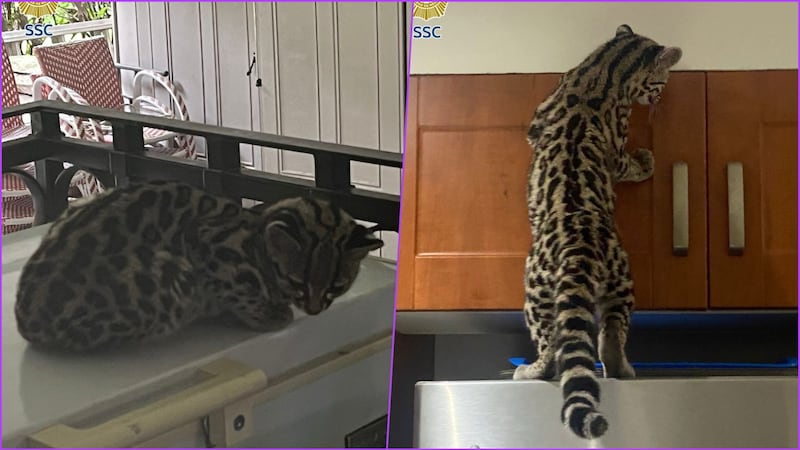 Susto en Álvaro Obregón: gato silvestre se mete a una vivienda y autoridades lo rescatan