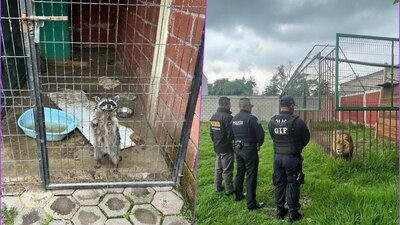 Un domicilio en el Edomex tenía en jaulas a mapaches, un león y perros