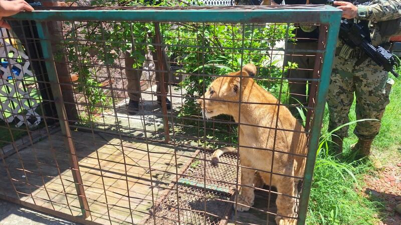 Profepa rescata a cachorro de león que era paseado por las calles de Puerto Vallarta, Jalisco