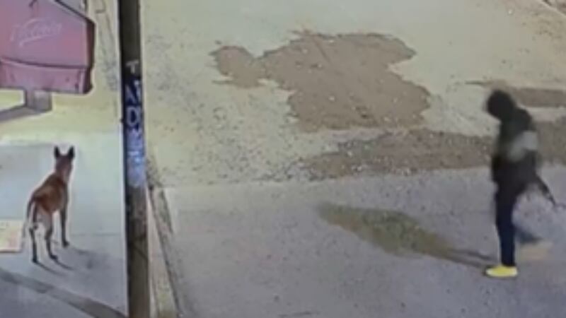 Elemento de la Fiscalía del Edomex asesina a balazos a un perrito comunitario en Ecatepec