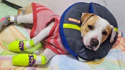 El 'lomito' presenta quemaduras por el contacto que tuvo con las vías