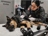 Max, perro rescatista mexicano que ayudó a salvar vidas en Venezuela, vuelve a casa tras lesionarse
