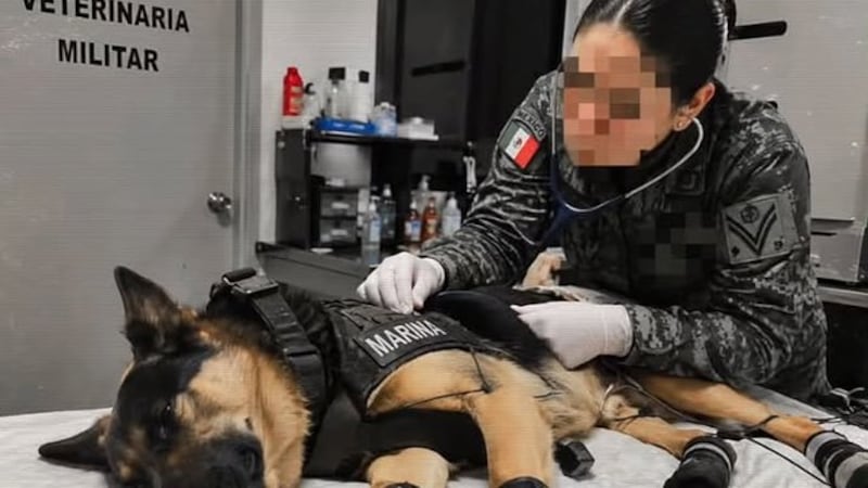 Max, perro rescatista mexicano que ayudó a salvar vidas en Venezuela, vuelve a casa tras lesionarse