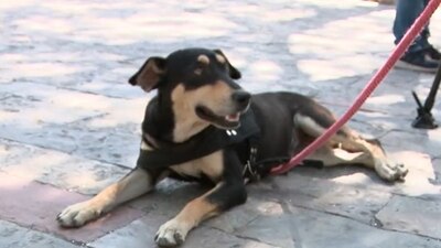 Presenta varias lesiones y una fuerte infección; su dueña denuncia y fiscalía minimiza