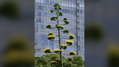 La planta tiene presencia en el parque de Tokio desde 1960