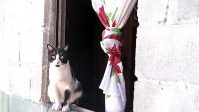 Se encontraban bajo el cuidado de vecinos condominio Colinas de Santa Fe