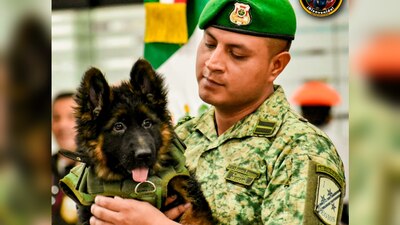 Arkadas fue donado por el gobierno turco, tras el fallecimiento de Proteo, perrito rescatista mexicano