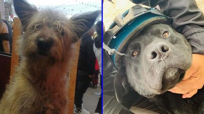 El usuario denunció que por el envenenamiento masivo también hay fauna afectada