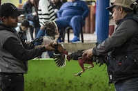 Chihuahua suspende permisos para peleas de gallos, carreras de caballos y jaripeos