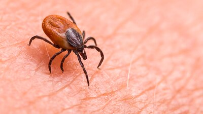 Luego de sufrir una crisis sanitaria por COVID-19, China podría enfrentarse a un virus más