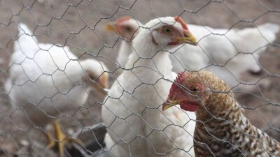 La detección fue producto de la vigilancia epidemiológica activa para influenza aviar de la Senasica