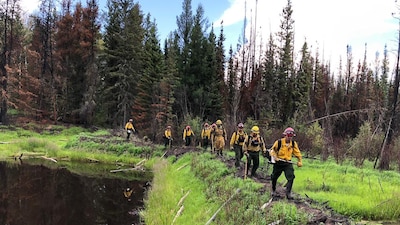 La zona forestal de Jalisco ha sufrido constantes incendios en los últimos meses