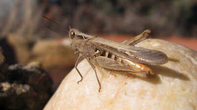 En medio de la crisis por COVID-19, Brasil podría enfrentar una plaga de langostas
